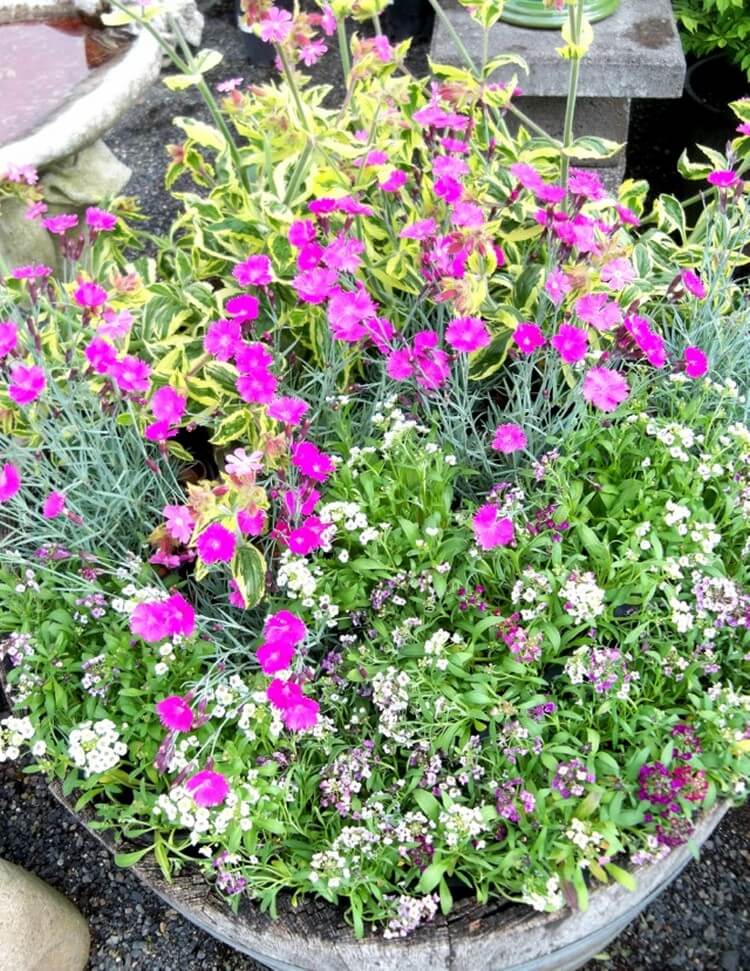 Landhausgarten im Kleinformat anlegen