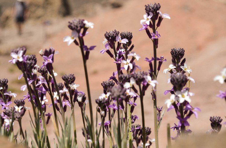 Lavendel zur Stresslinderung Pflanzliche Beruhigungsmittel Liste