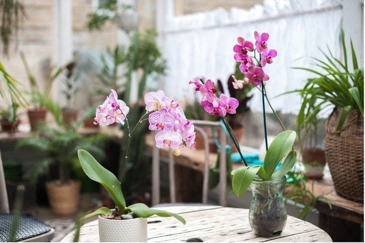 Mini Orchidee im Glas Pflegetipps für kleinwüchsige Zimmerpflanze