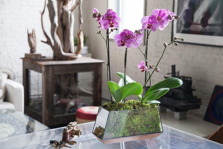 Mini Orchidee im Glas einpflanzen mit Substrat