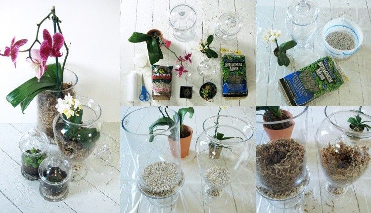Mini Orchidee im Glas pflanzen Anleitung Schritt für Schritt