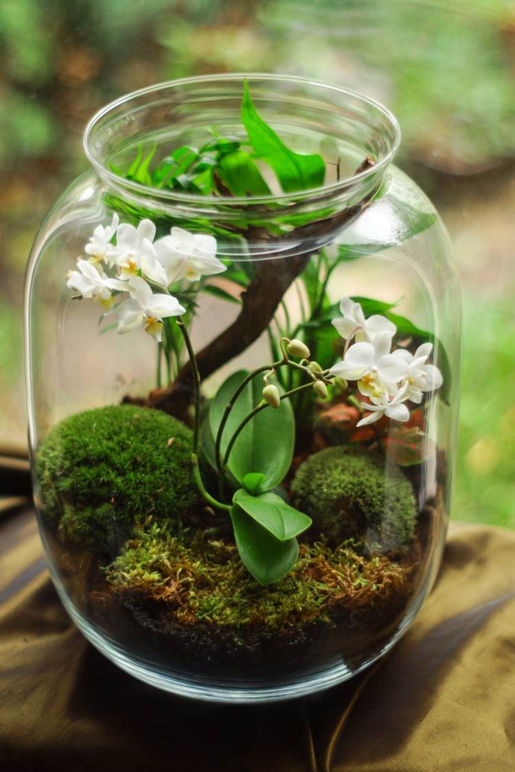 Mini Orchidee im Glas pflanzen Ideen mit Moos