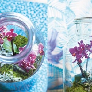 Mini Orchidee im Glas pflanzen und arrangieren
