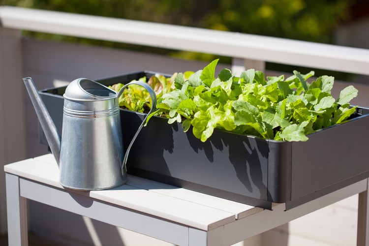 Salat im Kasten auf dem Balkon anbauen