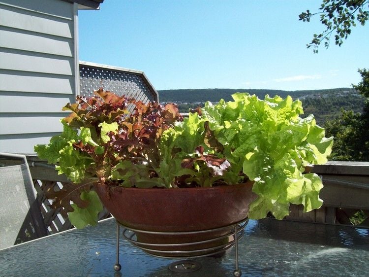 Salat im Topf auf dem Balkon anbauen