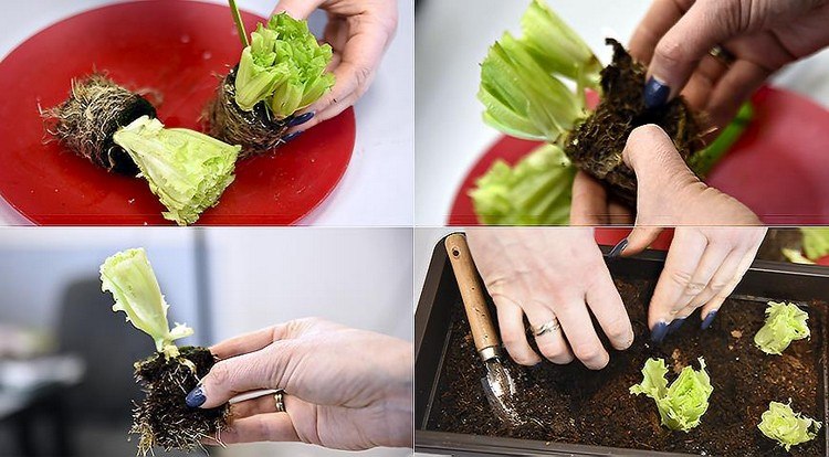 Salat in einzelnen Wurzeln trennen in die Erde setzen