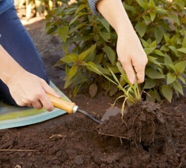 Unkraut im Garten bekämpfen ohne Herbizide