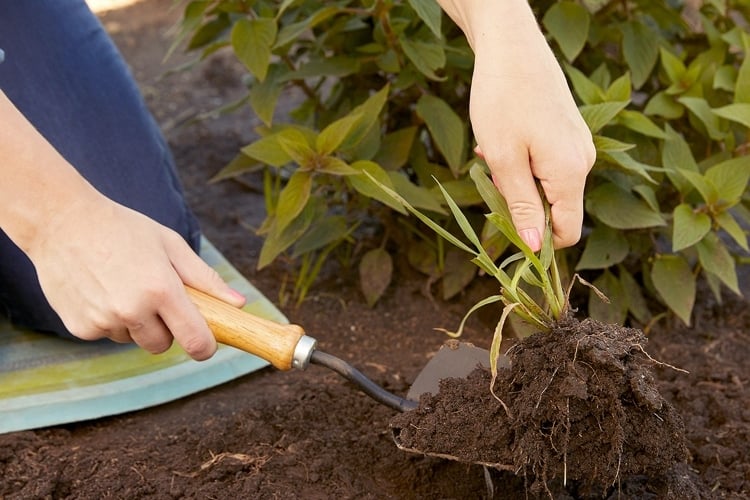 Unkraut im Garten bekämpfen ohne Herbizide