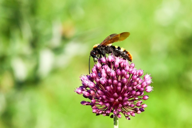 Wespen vertreiben Tipps Schädlinge bekämpfen Hausmittel