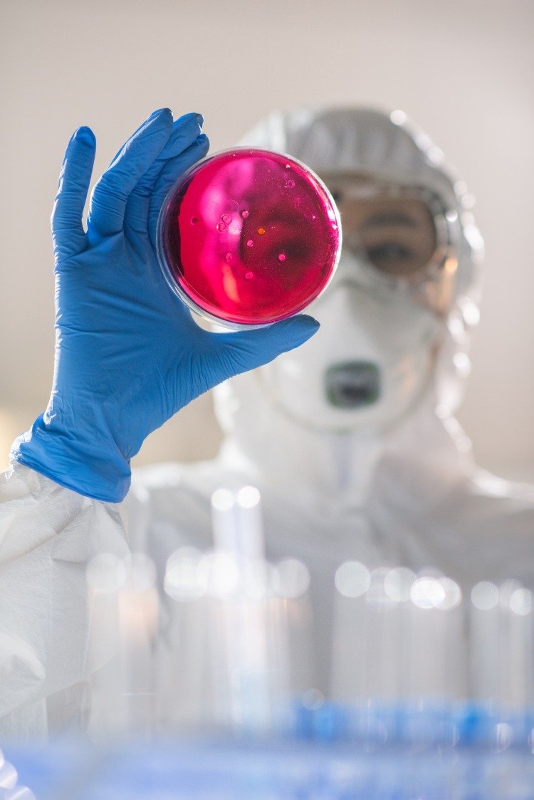 forscher analysiert bioaktive substanzen in petrischale gegen das licht im labor