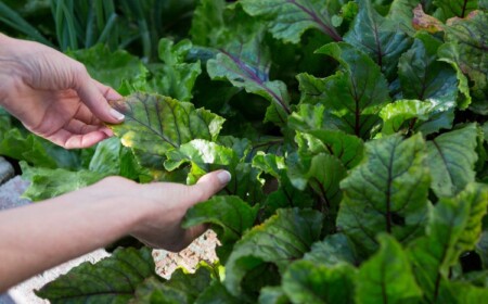 frau untersucht grünes blattgemüse in verbindung mit muskelfunktion im garten