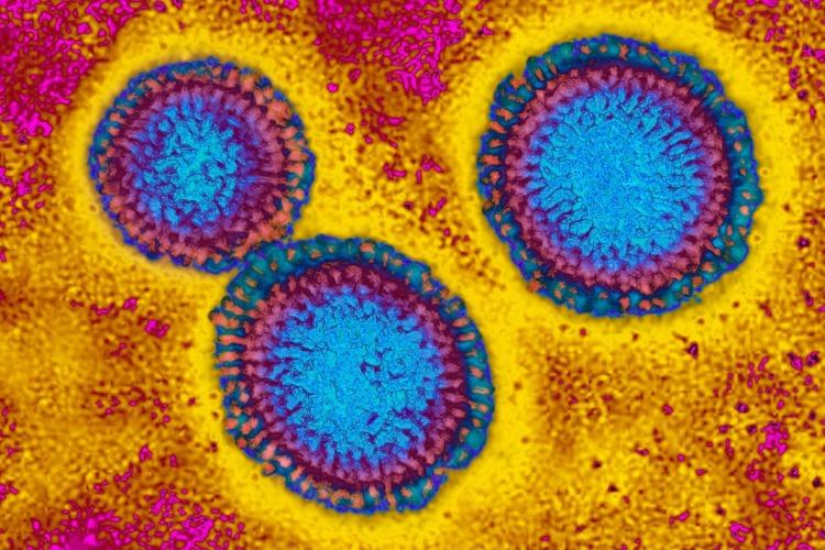 immunzellen namens neutrophile sind als proteine im blut bei infektion mit coronavirus entscheidend