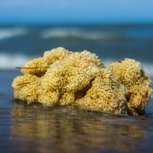 nahaufnahme von einem gelbfarbigen see schwamm am strand als mögliches mittel zur krebstherapie