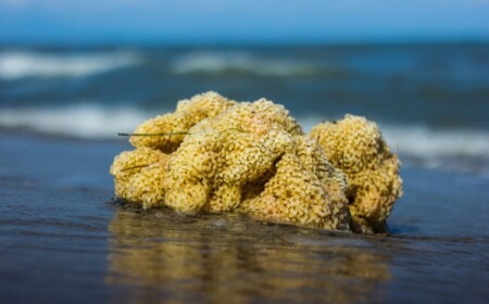 nahaufnahme von einem gelbfarbigen see schwamm am strand als mögliches mittel zur krebstherapie