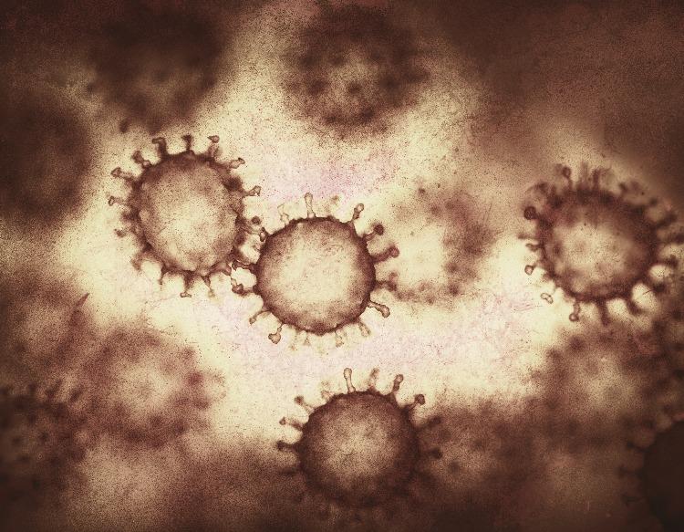 replikation von coronaviren in den atemswegen bei einer infektion mit sars cov 2