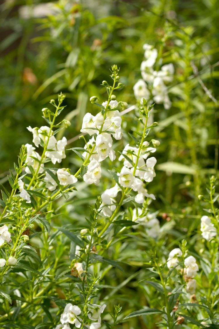 Angelonia für pralle Sonne Terrasse bepflanzen an der Südseite