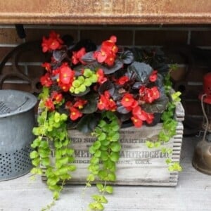 Eisbegonie mit dunklen Blättern und roten Blüten und Kriechende Jenny-Pflanze