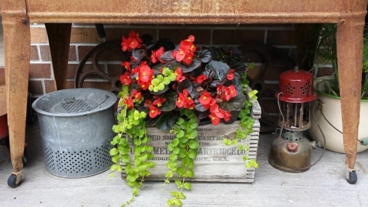 Eisbegonie mit dunklen Blättern und roten Blüten und Kriechende Jenny-Pflanze