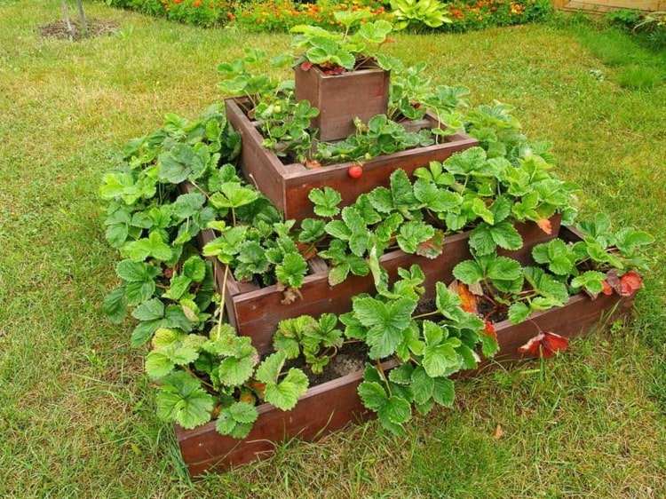Erdbeeren ernten im eigenen Garten - Pflegeleichtes Obst kultivieren