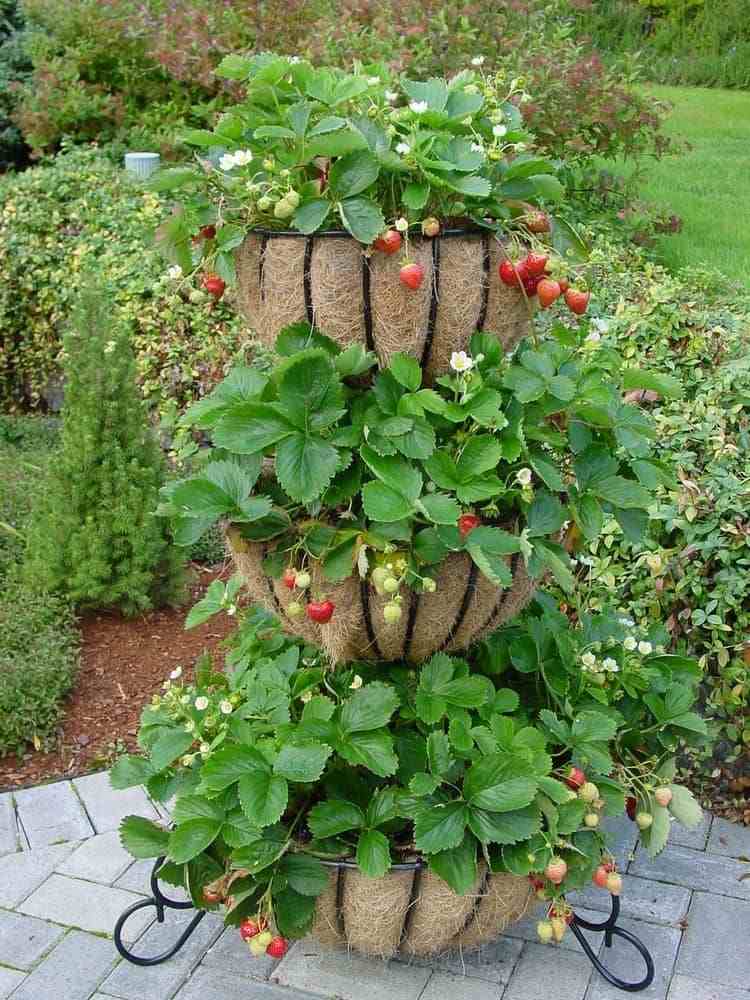 Erdbeeren im Ampelkorb mit Kokoseinlage stehend