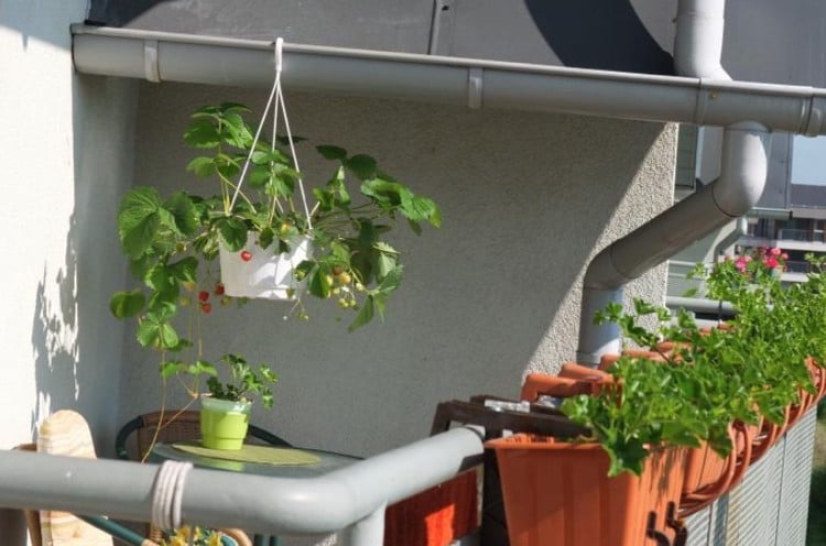 Erdbeeren im Hängeampel auf dem Balkon wachsen lassen