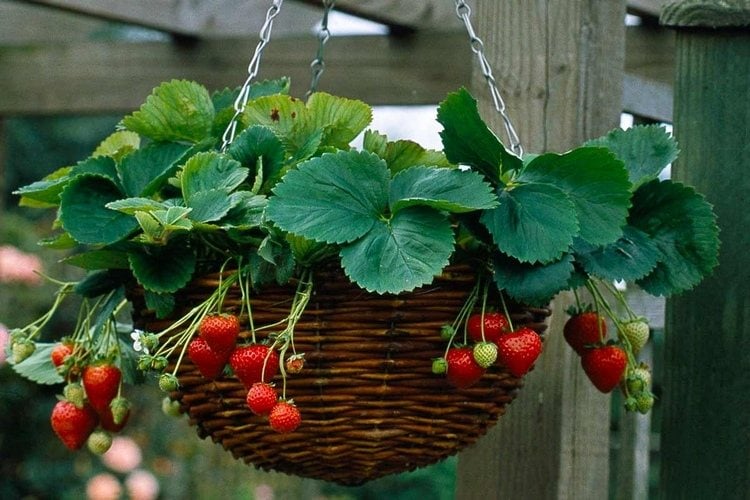 Erdbeeren in Blumenampel aus Rattan pflanzen