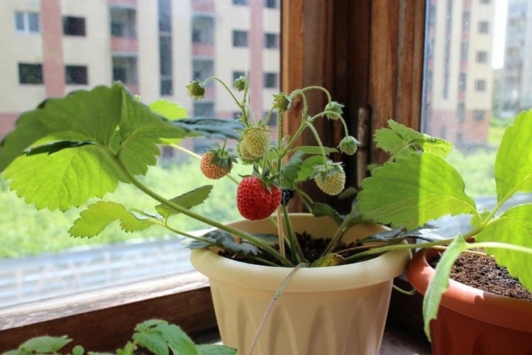 Erdbeeren in einem kleinen Topf auf dem Balkon