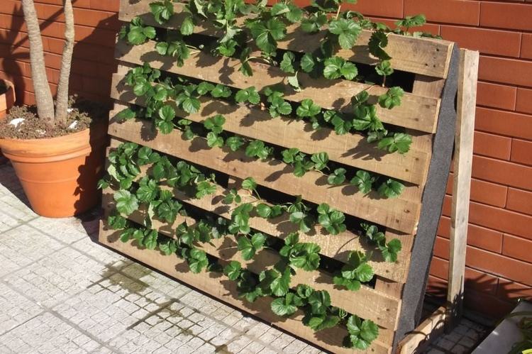 Erdbeeren in einer Holzpalette gepflanzt
