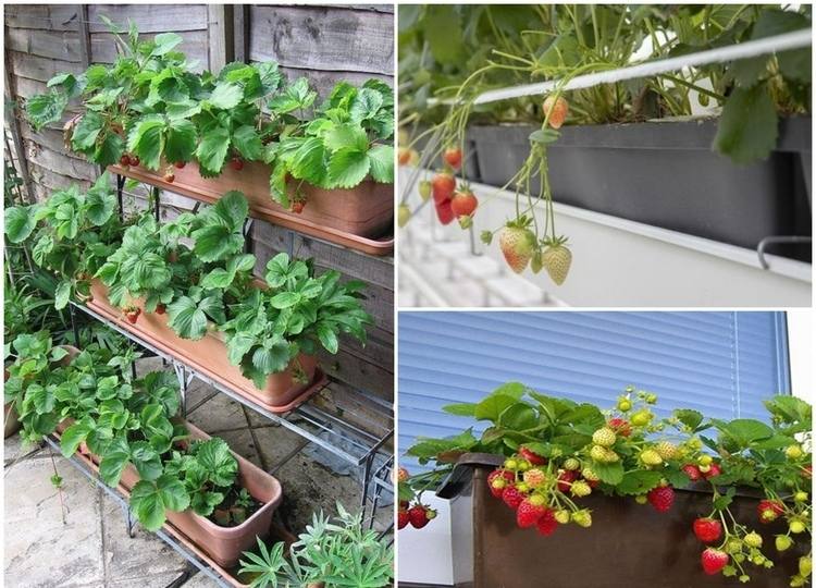 Erdbeeren in langen und schmalen Balkonkästen