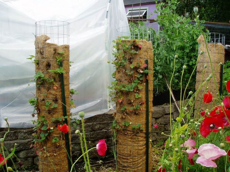 Erdbeeren platzsparend anbauen Idee mit Gittertürmen