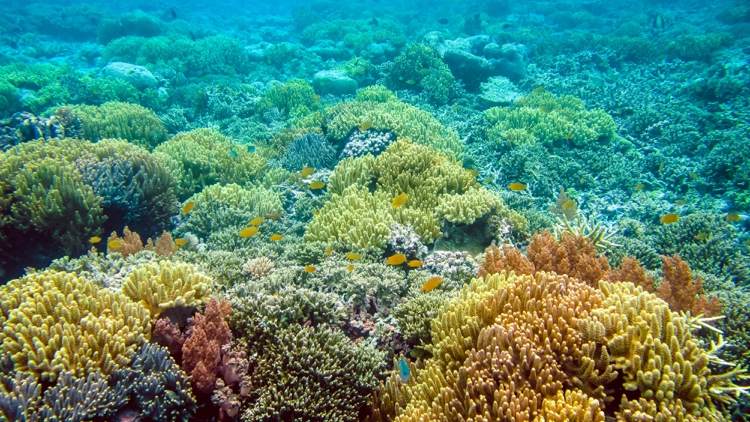Octocrylen in Sonnenschutzmitteln schädlich für Meereslebewesen, insbesondere Korallen