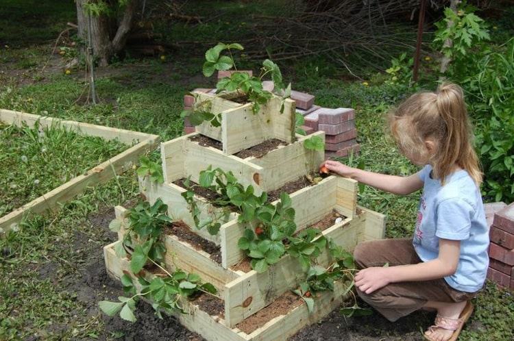 Platzsparend Erdbeeren anbauen in vertikaler Form für kleine Gärten