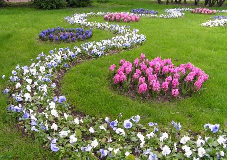 Runde Blumenbeete mit Hyzianthen und Blumenweg mit Stiefmütterchen im Garten