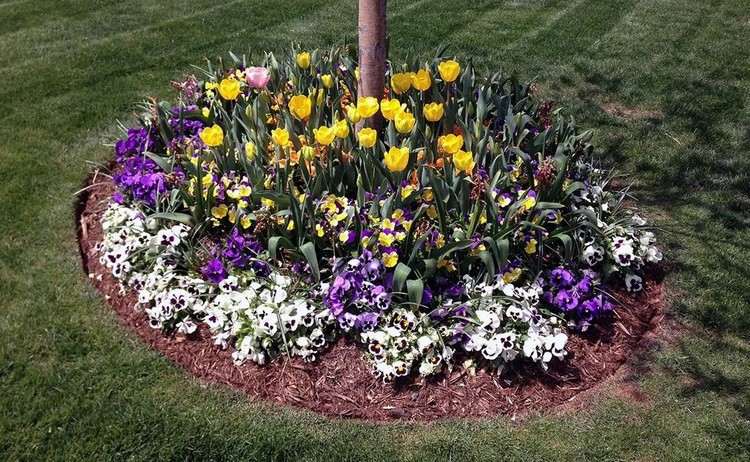 Rundes Frühlings-Blumenbeet mit Tulpen Stiefmütterchen und Krokussen