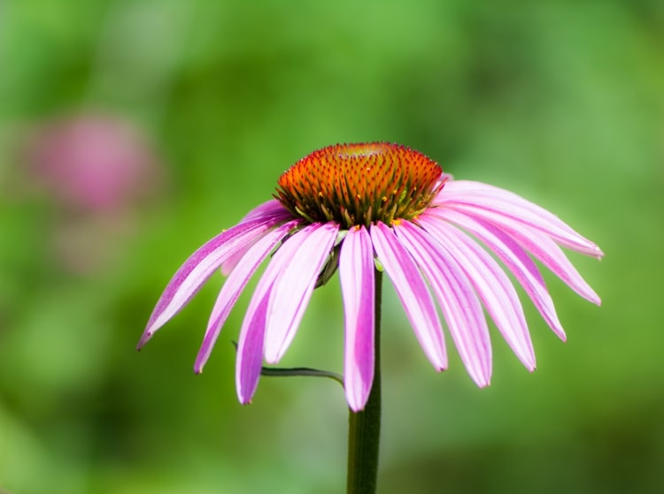 Sonnenhut (Echinacea) stimuliert das Immunsystem und schützt bei wiederkehrenden Lungenerkrankungen