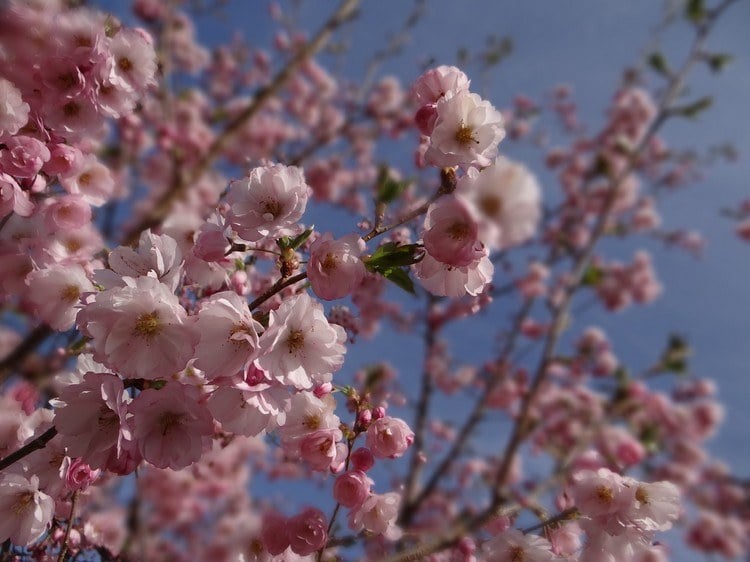 Terrasse bepflanzen Baum als Schattenspender und Sichtschutz japanische Zierkirsche