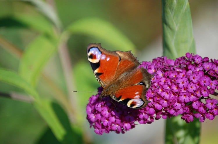 Terrasse bepflanzen Ideen für umranden mit Schmetterlingsflieder