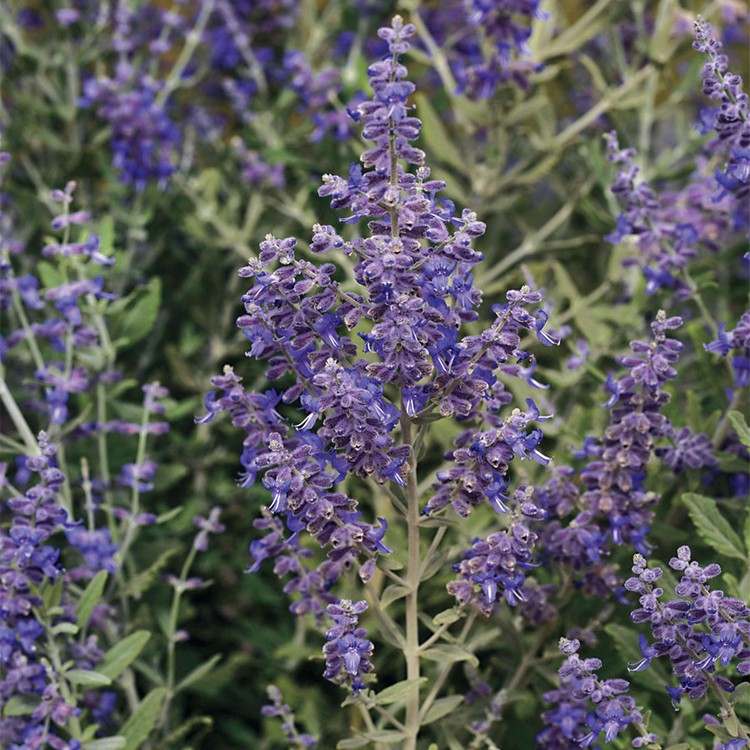 Terrasse mediterran bepflanzen Blauraute Blume