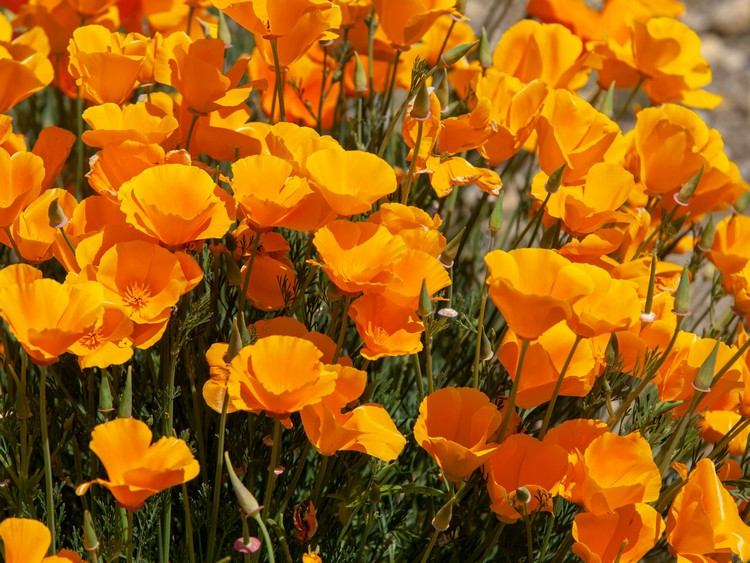 Terrasse mediterran bepflanzen Blumen wählen kalifornischer Mohn