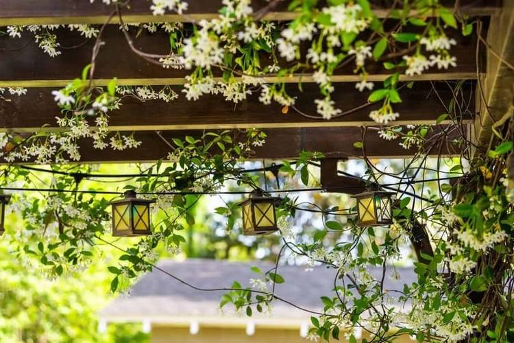 Terrasse mit Kletterpflanzen mediterran bepflanzen Jasmin