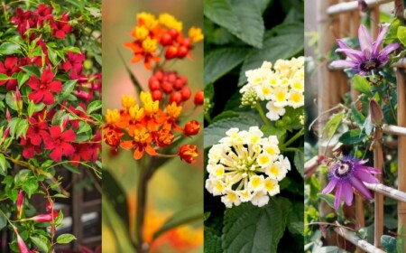 Terrassen Pflanze viel Sonne an Südseite Tipps