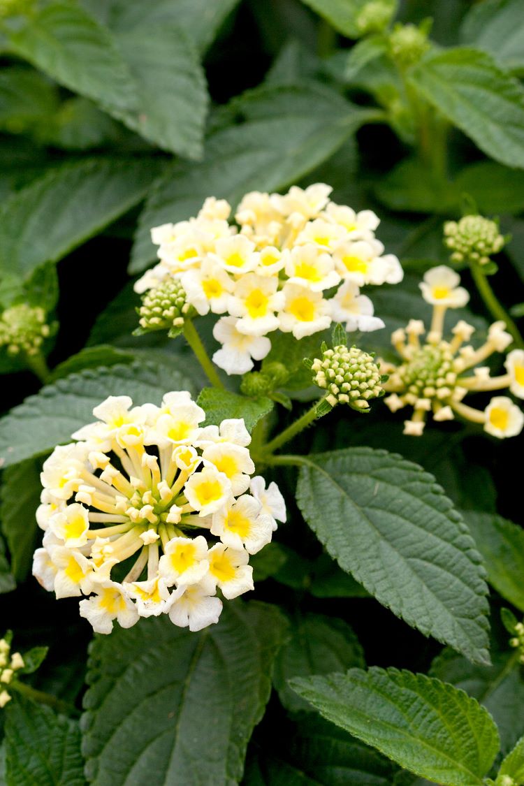 Terrassen Pflanzen die viel Sonne vertragen Wandelröschen mit weißen Blüten