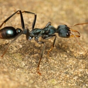 Ameisen vertreiben von der Terrasse - Hilfreiche Tipps und Tricks