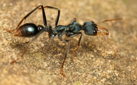 Ameisen vertreiben von der Terrasse - Hilfreiche Tipps und Tricks