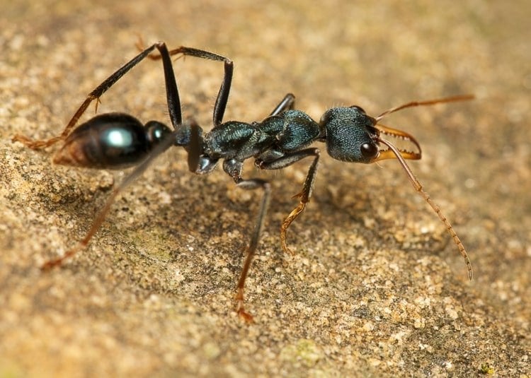Ameisen vertreiben von der Terrasse - Hilfreiche Tipps und Tricks