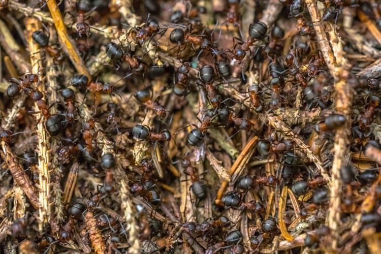 Ameisen vertreiben von der Terrasse durch umsiedeln
