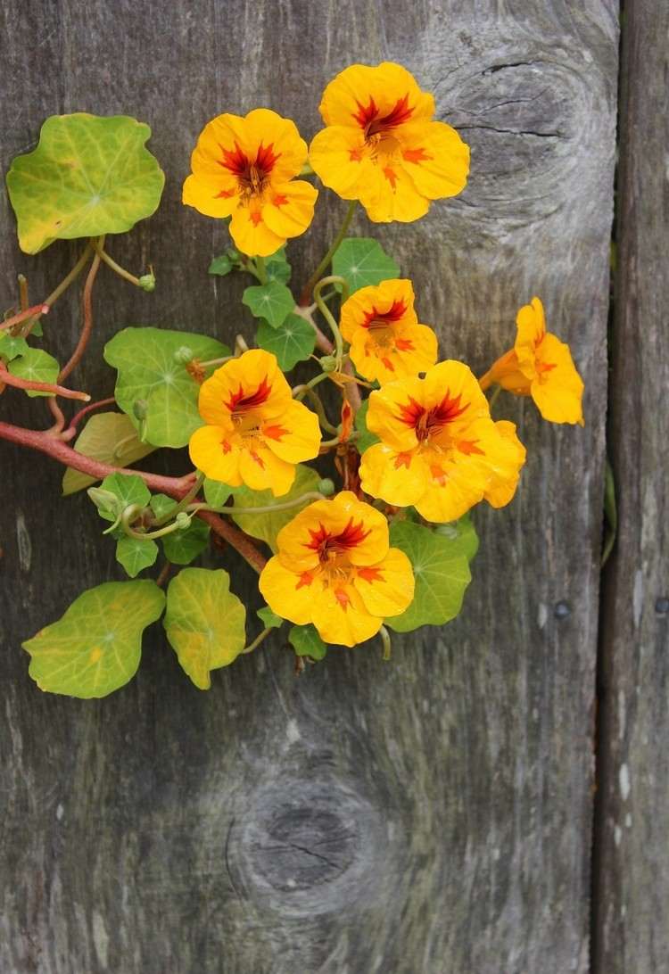 Balkon Blumen gelb orange Kapuzinerkresse