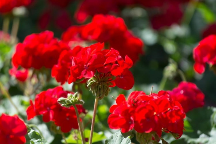 Balkonblume des Jahres 2021 - Geranie Fescher Florian mit roten Blüten