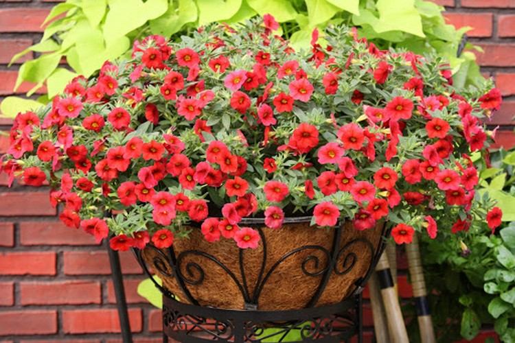Balkonblume mit kleinen roten Blüten Zauberglöckchen
