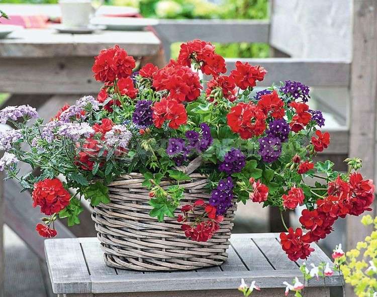Balkonblumen mit roten Blüten Verbene Sorten